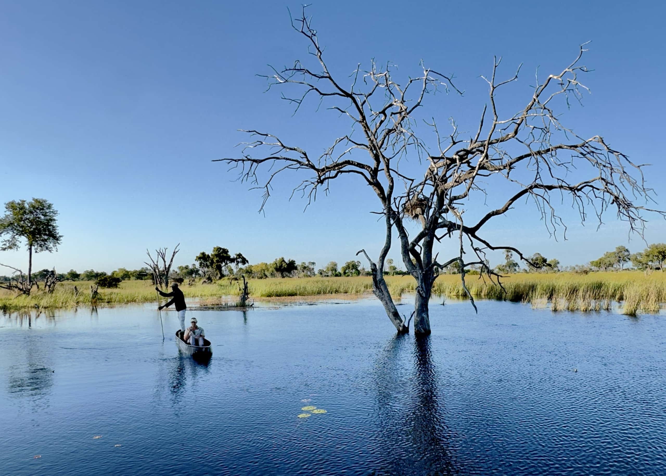 A mokoro being poled through still water past a dead tree in the Okavango Delta