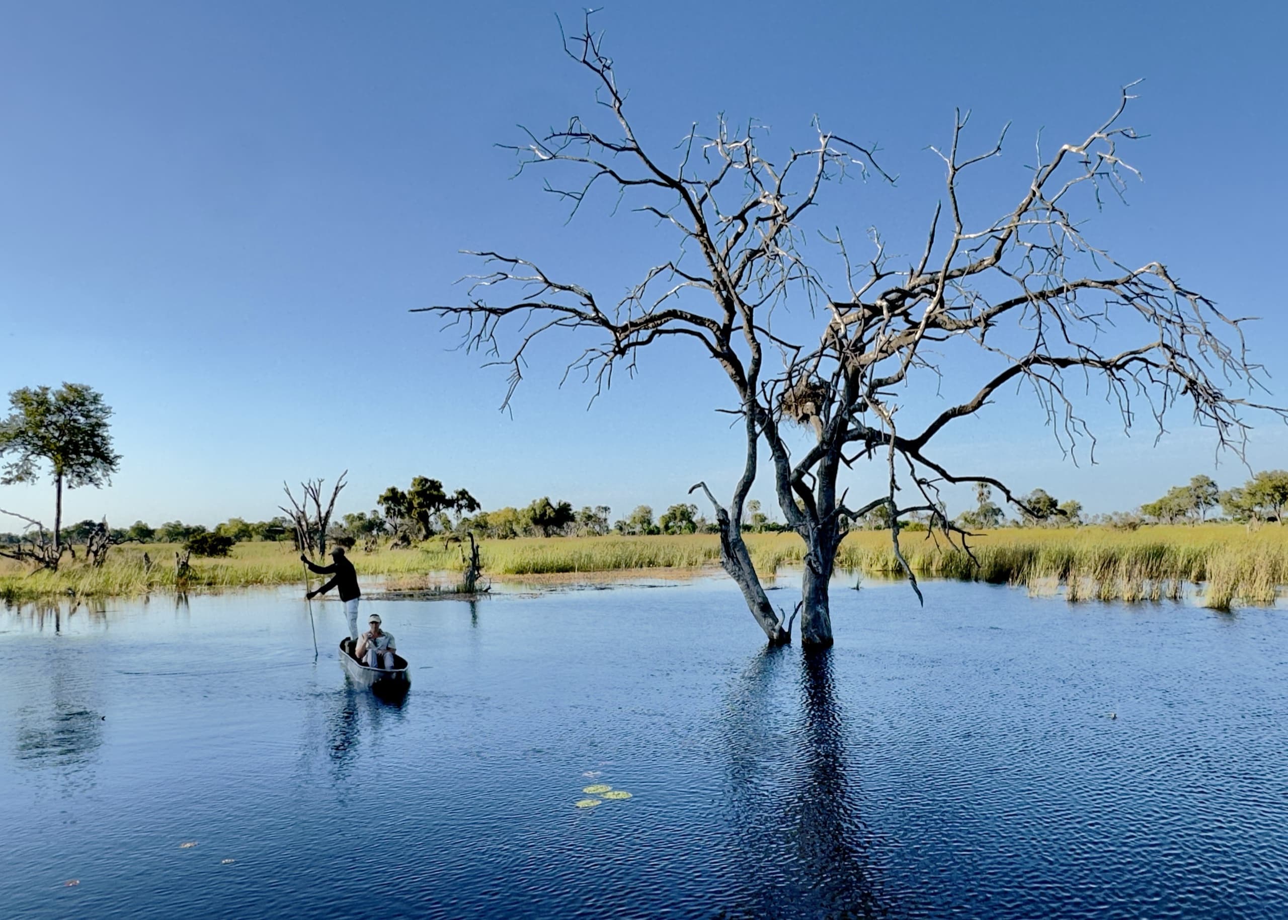 A poler standing in a mokoro with a guest seated in front, gliding over open water past a bare tree, clear sky, in the Okavango Delta