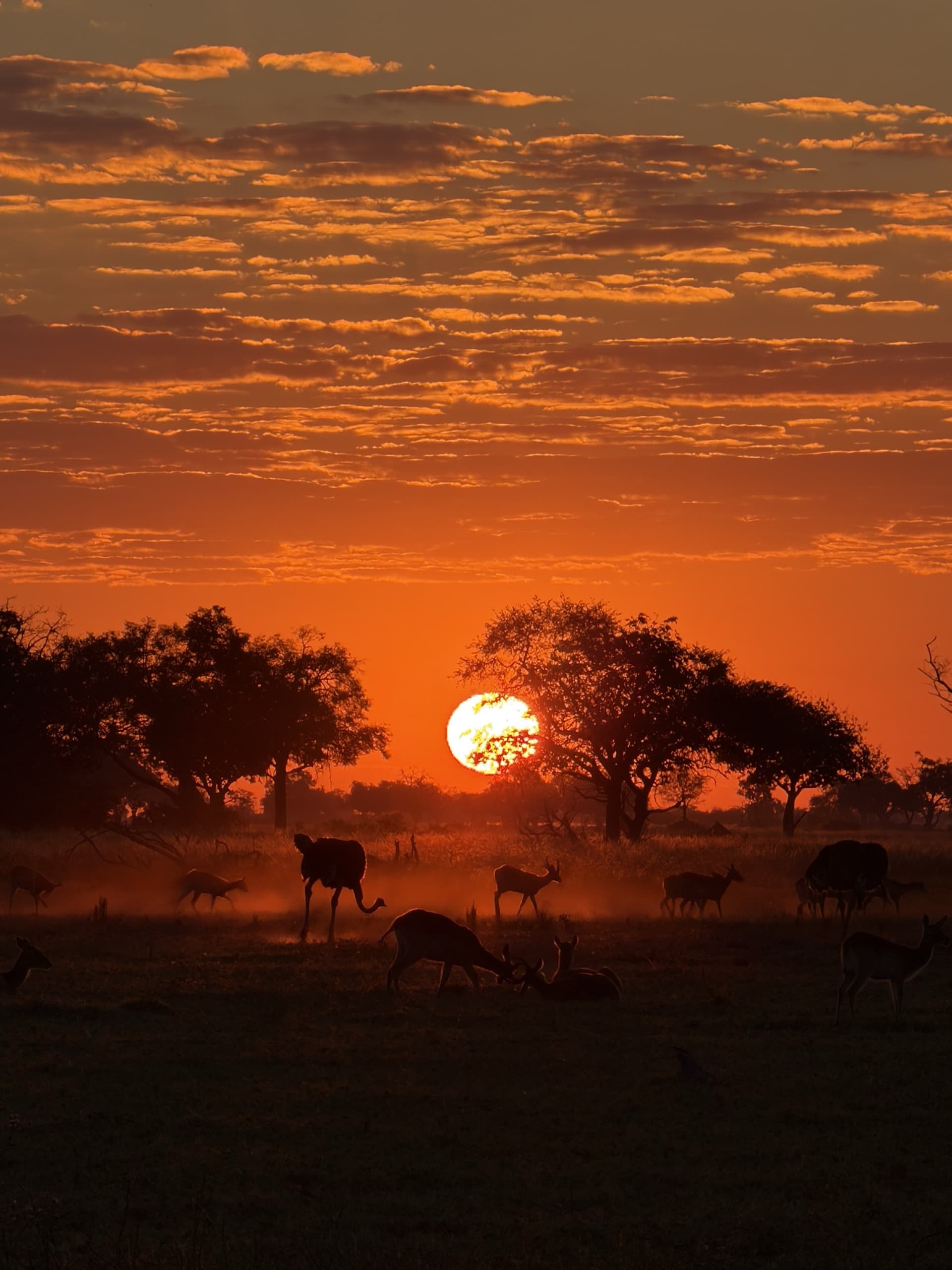 Game grazing on an open plain at sunset, acacia silhouettes against the sun