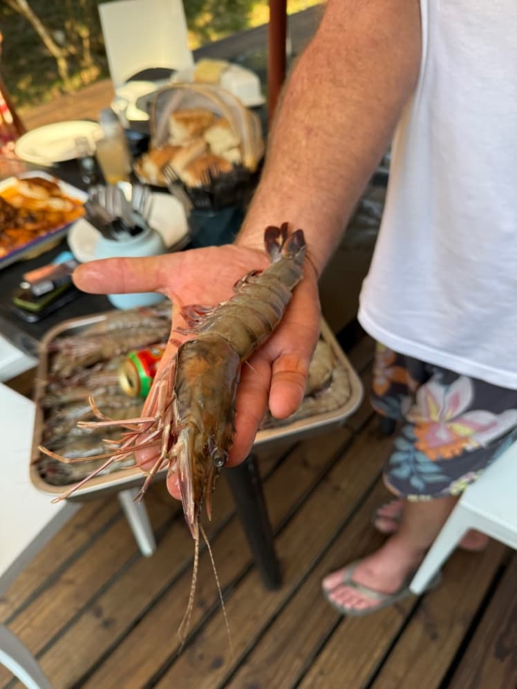 A hand holding a giant tiger prawn the length of a forearm, a tray of prawns ready for the grill behind it