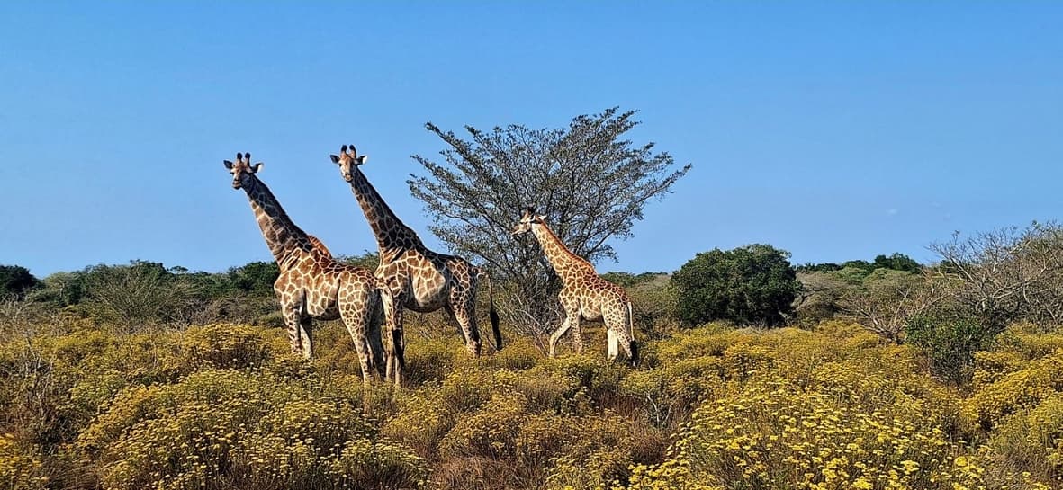 Three giraffes standing in low bush covered in yellow winter flowers under a blue sky