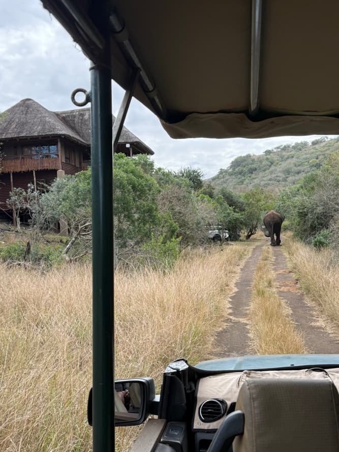 An elephant walking away down the track towards the thatched lodge, seen from the game drive vehicle