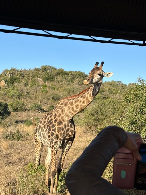A giraffe standing close beside the game drive vehicle, a second giraffe further back in the bush