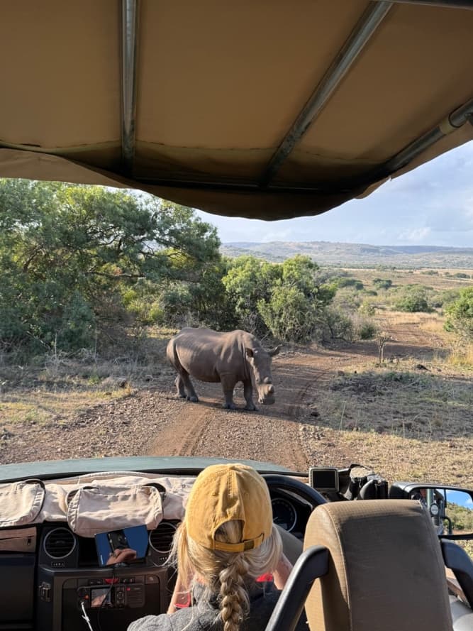 A white rhino standing on the dirt track directly in front of the open game drive vehicle